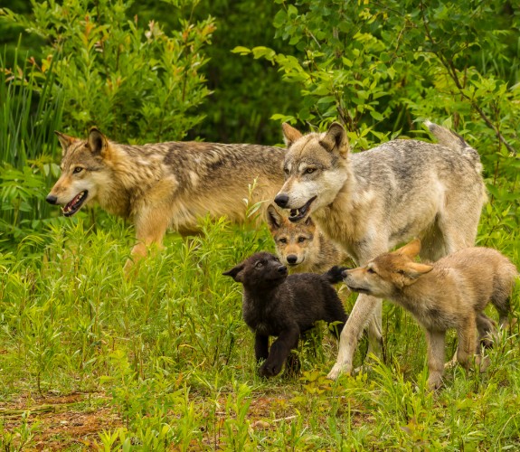 Ein Wolfsrudel symbolisiert den Familienverbund