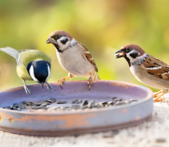 Eine Gruppe Vögel symbolisieren eine Zusammenkunft